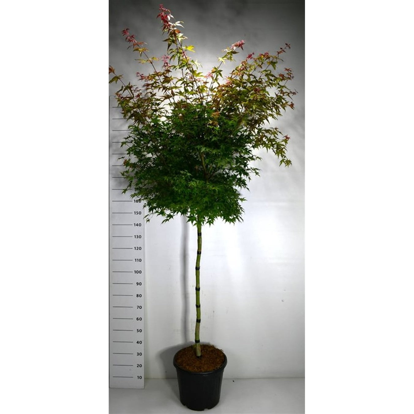 Japansk lönn – Acer pal. 'Beni-maiko' - 120 CM Stem C30